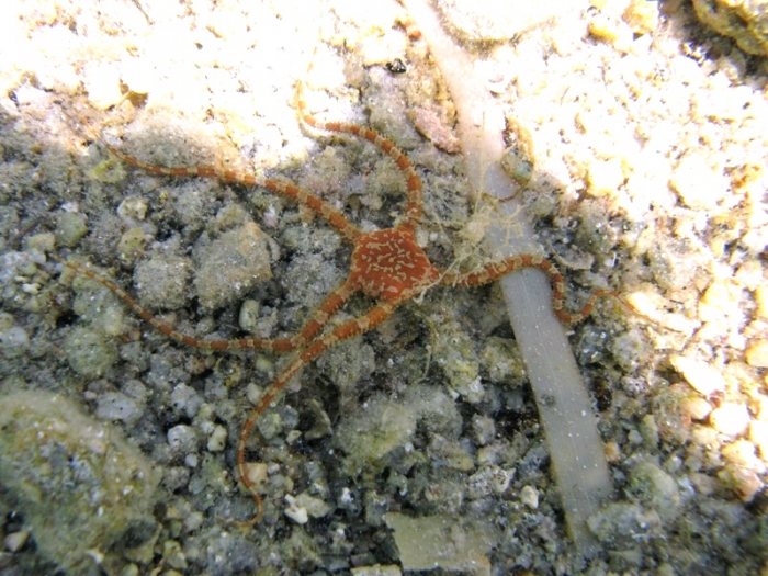 Ophioderma longicauda Ophioderma longicauda
