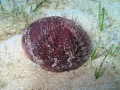 Echinodermata (echinoderms)