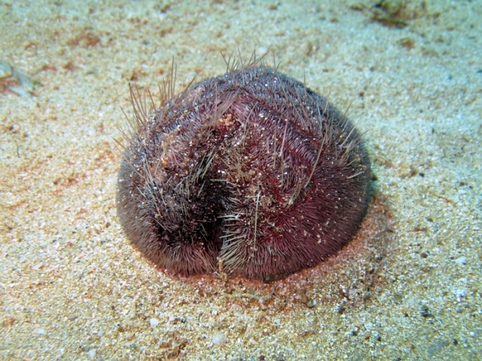 Spatangus purpureus Spatangus purpureus