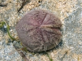 Echinodermata (echinoderms)