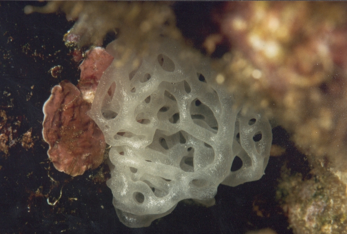 Porifera, Class Calcarea