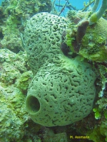 Agelas cerebrum Holotype in situ