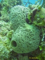 Porifera (sponges)