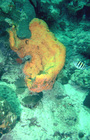 Agelas citrina on the Curaao reef