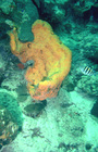 Agelas citrina on the Curao reef
