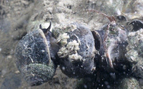 Picture of Littorina littorea (Linnaeus, 1758) Picture of Littorina littorea (Linnaeus, 1758)