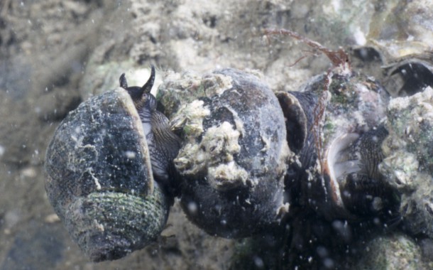 Picture of Littorina littorea (Linnaeus, 1758)