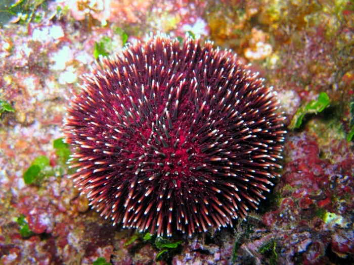 Иглокожие фото. Иглокожие морские Ежи. Красный морской еж Strongylocentrotus franciscanus. Sphaerechinus granularis. Иглокожие черви.