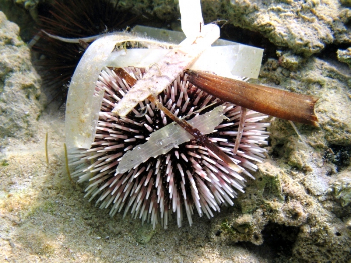 Sphaerechinus granularis Sphaerechinus granularis