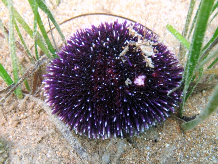 Sphaerechinus granularis Sphaerechinus granularis