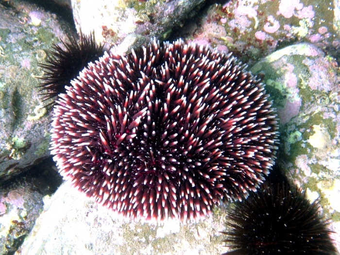 Sphaerechinus granularis Sphaerechinus granularis