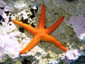 Echinodermata (echinoderms)