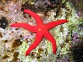 Echinodermata (echinoderms)