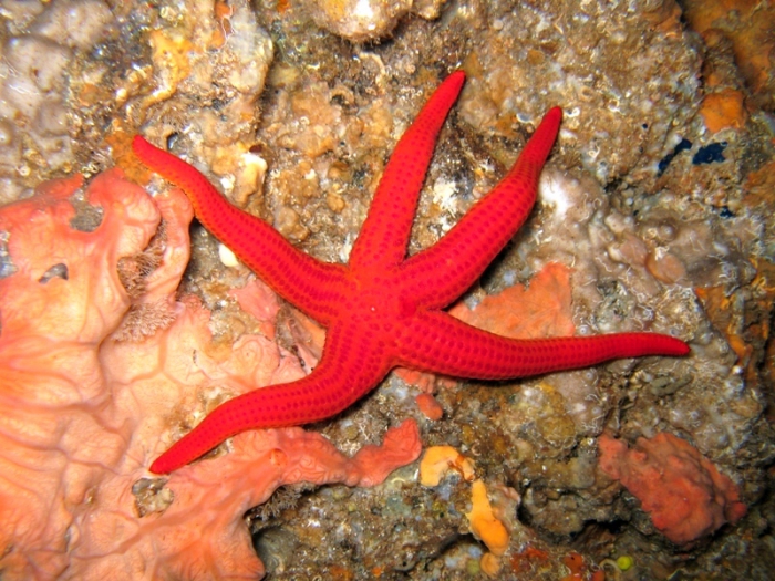 Hacelia attenuata Hacelia attenuata