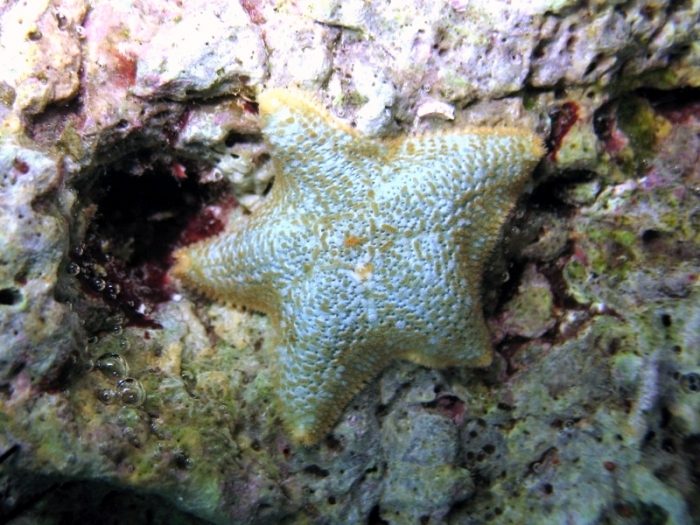 Asterina gibbosa Asterina gibbosa