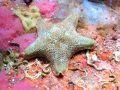 Echinodermata (echinoderms)