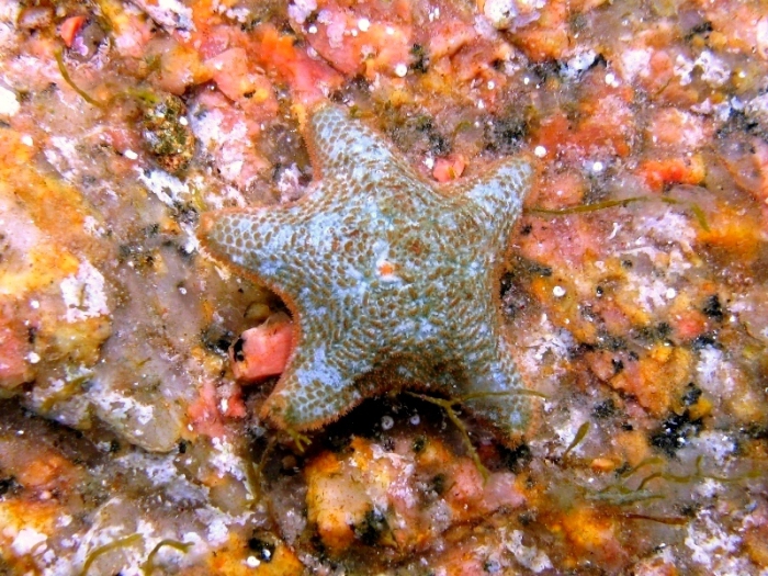 Asterina gibbosa Asterina gibbosa