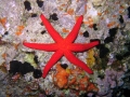 Echinodermata (echinoderms)