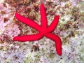 Echinodermata (echinoderms)