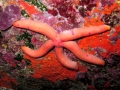 Echinodermata (echinoderms)