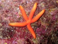 Echinodermata (echinoderms)