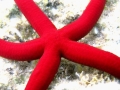 Echinodermata (echinoderms)