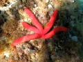 Echinodermata (echinoderms)