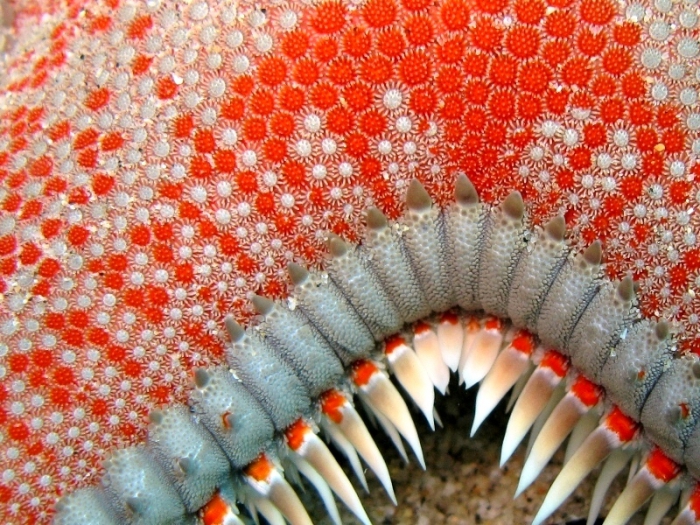 Astropecten aranciacus