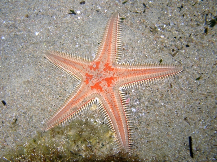 Astropecten aranciacus