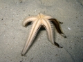 Echinodermata (echinoderms)