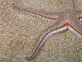 Echinodermata (echinoderms)