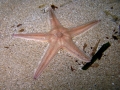 Echinodermata (echinoderms)