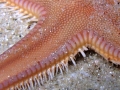 Echinodermata (echinoderms)