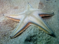 Echinodermata (echinoderms)