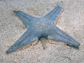 Echinodermata (echinoderms)