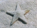 Echinodermata (echinoderms)