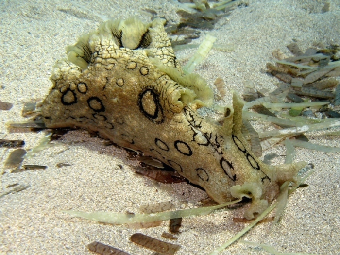 Aplysia dactylomela Aplysia dactylomela