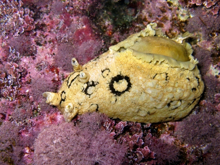 Aplysia dactylomela Aplysia dactylomela