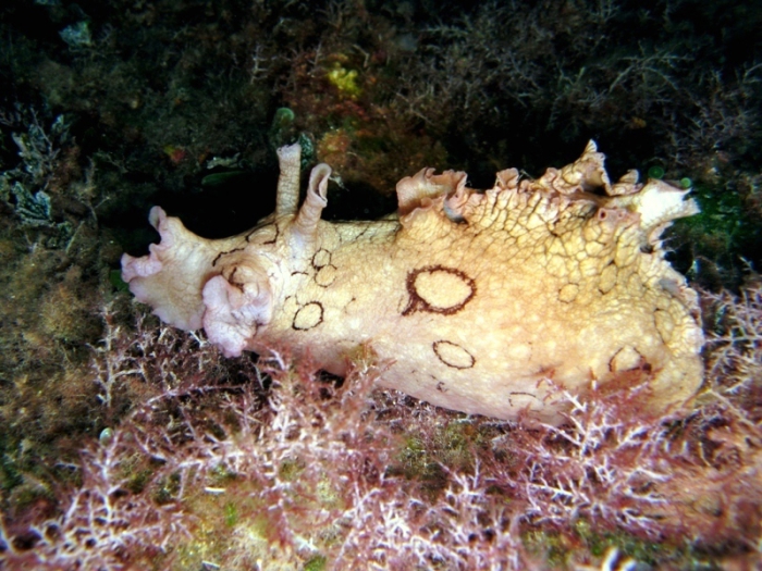 Aplysia dactylomela Aplysia dactylomela