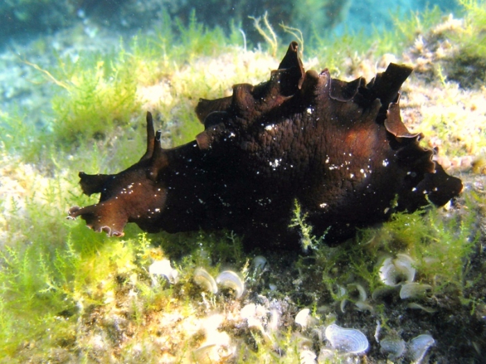 Aplysia fasciata Aplysia fasciata