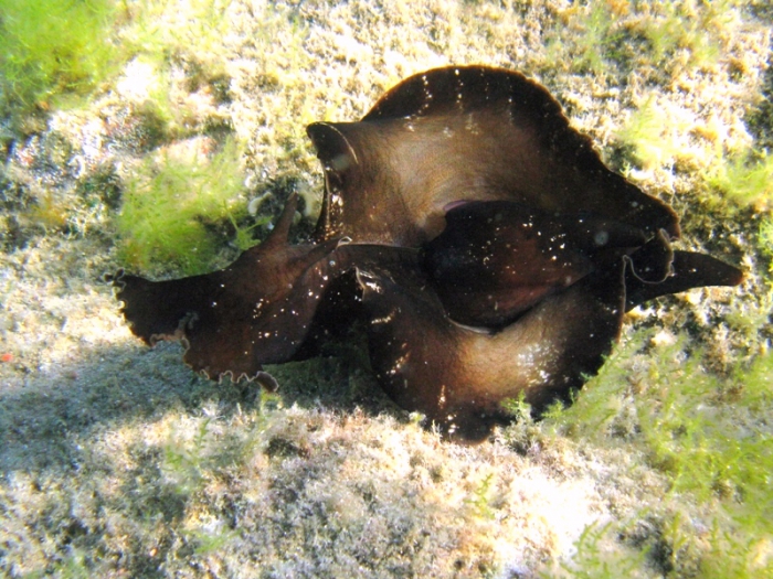Aplysia fasciata Aplysia fasciata