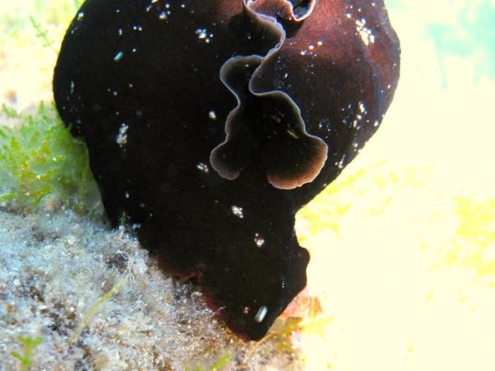 Aplysia fasciata Aplysia fasciata