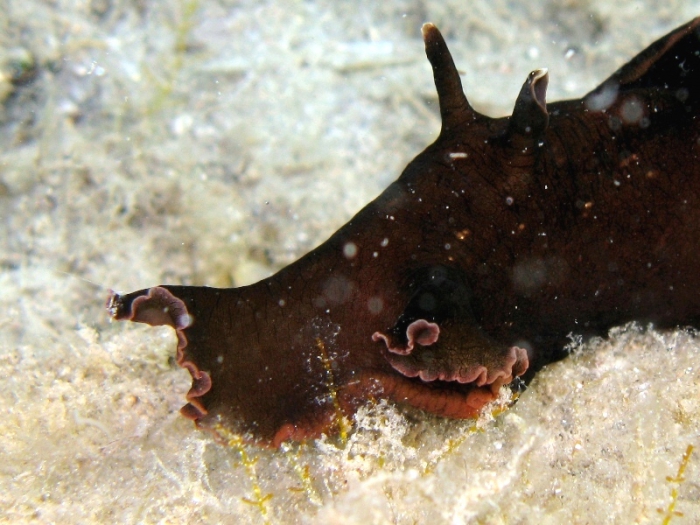 Aplysia fasciata Aplysia fasciata