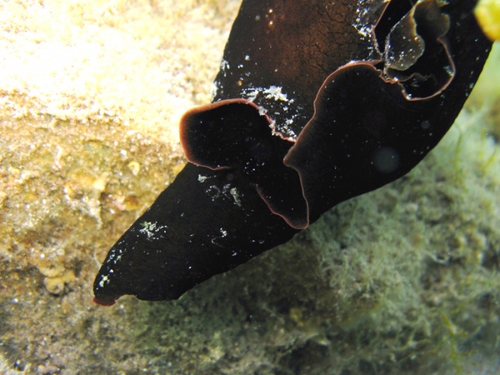 Aplysia fasciata Aplysia fasciata