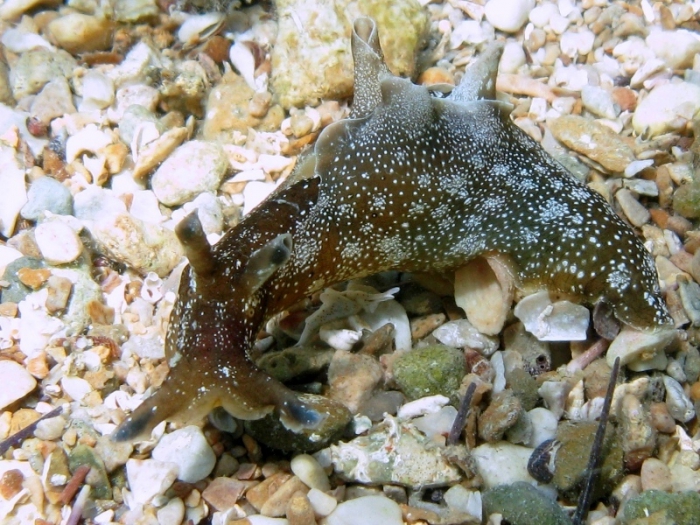 Aplysia punctata Aplysia punctata