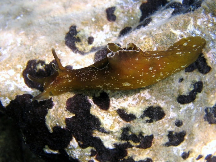Aplysia punctata Aplysia punctata