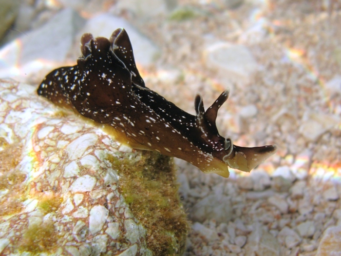 Aplysia punctata Aplysia punctata