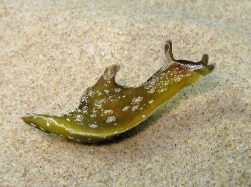 Aplysia punctata