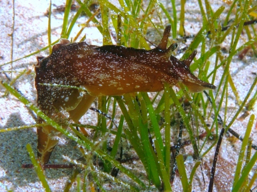 Aplysia punctata