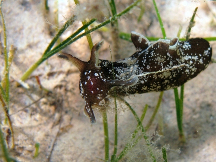 Aplysia punctata Aplysia punctata